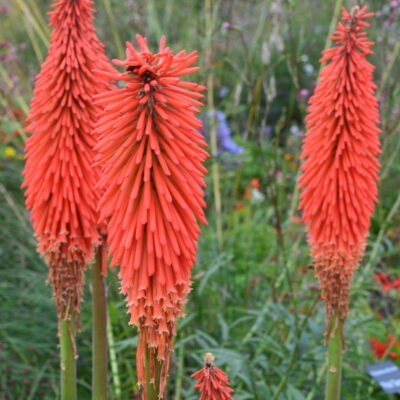 KNIPHOFIA 'Lord Roberts'