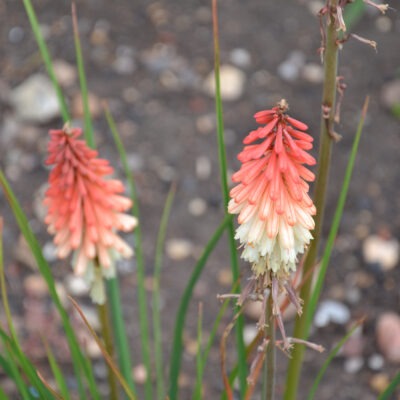 KNIPHOFIA 'Orange Vanilla Popsicle'