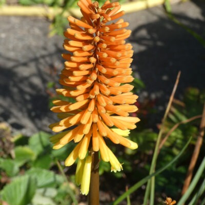 KNIPHOFIA 'Rich Echoes'