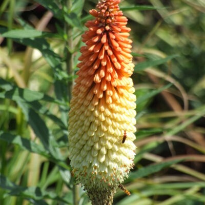 KNIPHOFIA 'Scorched Corn'