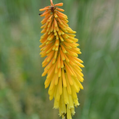 KNIPHOFIA 'Star of Baden-Baden'
