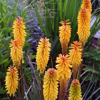 KNIPHOFIA 'Tetbury Torch'