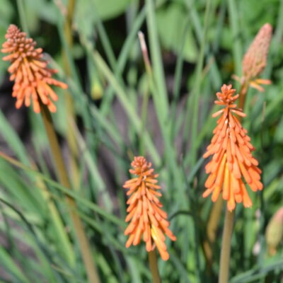 KNIPHOFIA galpinii (Mail Order)