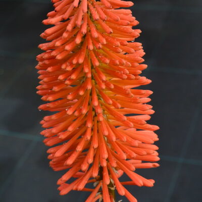 KNIPHOFIA 'Nobilis'