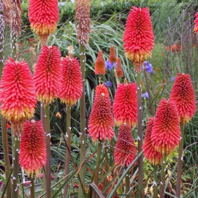 KNIPHOFIA x praecox
