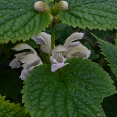 LAMIUM orvala 'Album'