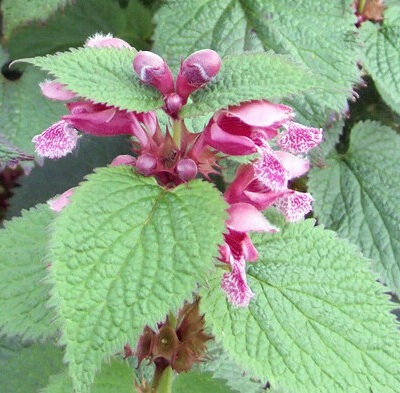 LAMIUM orvala
