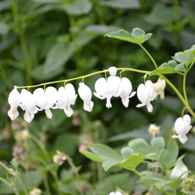 LAMPROCAPNOS spectabilis 'Alba'
