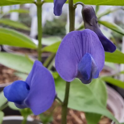 LATHYRUS vernus 'Sky'