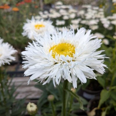 LEUCANTHEMUM x superbum 'Aglaia'