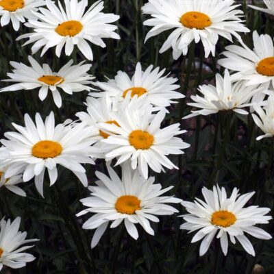 LEUCANTHEMUM x superbum 'Becky'