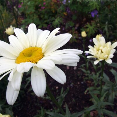 LEUCANTHEMUM x superbum 'Elworthy Sparkler'