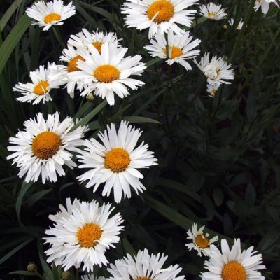 LEUCANTHEMUM x superbum 'Snowstorm'