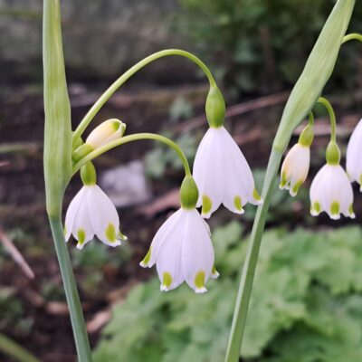 LEUCOJUM aestivum 'Gravetye Giant'