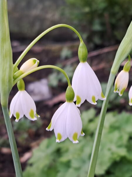 LEUCOJUM aestivum 'Gravetye Giant'