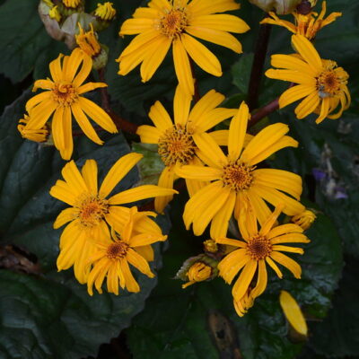 LIGULARIA dentata 'Desdemona'