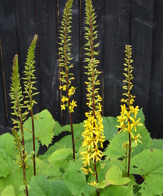 LIGULARIA 'The Rocket'