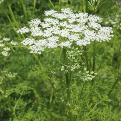 LIGUSTICUM lucidum
