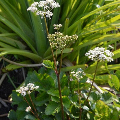 LIGUSTICUM scoticum