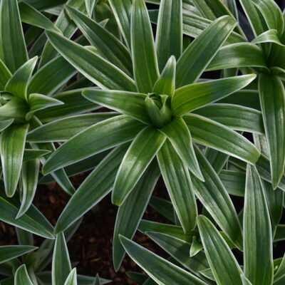 LILIUM longiflorum 'Foliis Variegatis'