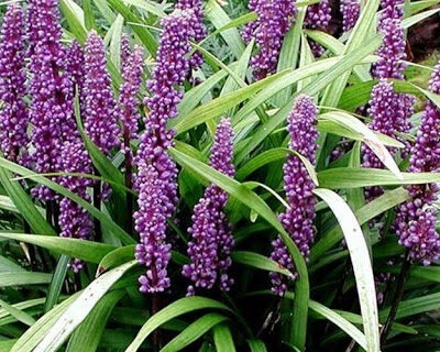 LIRIOPE muscari 'Super Blue'