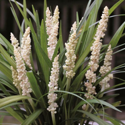 LIRIOPE muscari 'Monroe White'
