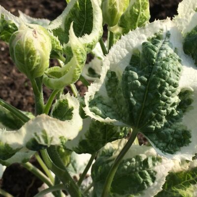 LUNARIA rediviva 'Partway White'