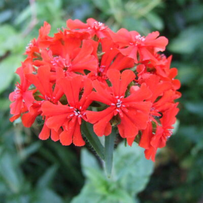 Lychnis chalcedonica