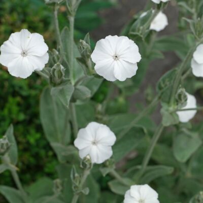 LYCHNIS coronaria 'Alba'
