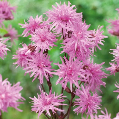 LYCHNIS flos-cuculi 'Jenny'