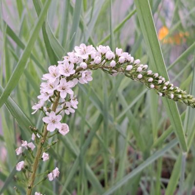 LYSIMACHIA clethroides 'Lady Jane'