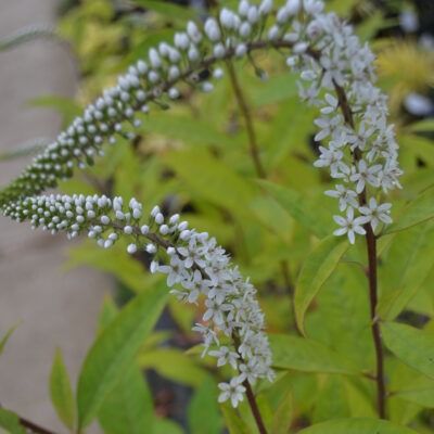 LYSIMACHIA barystachys 'Huntingbrook'