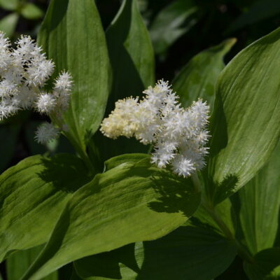 MAIANTHEMUM racemosum