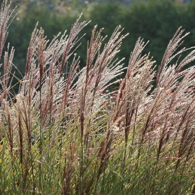 MISCANTHUS sinensis 'Morning Light'