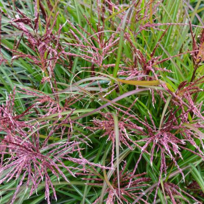 MISCANTHUS sinensis 'China'
