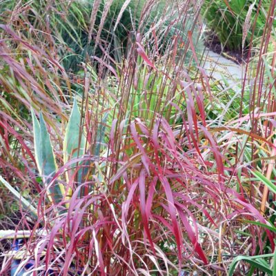 MISCANTHUS sinensis 'Ghana'