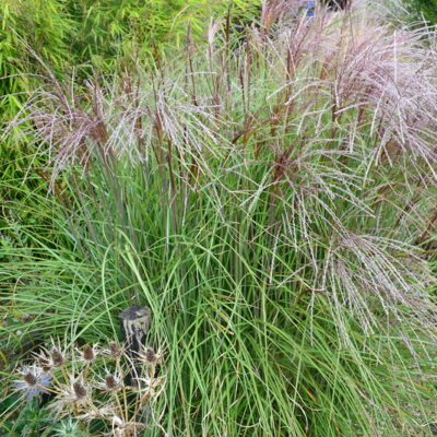 MISCANTHUS sinensis 'Silver Sceptre'