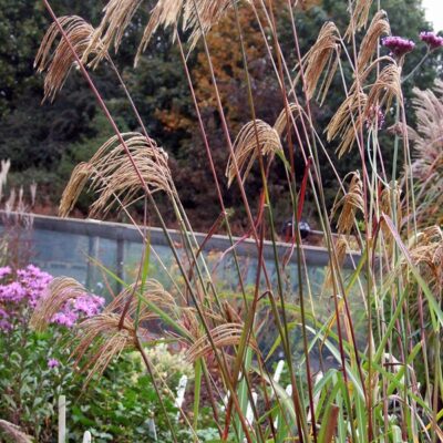 MISCANTHUS nepalensis