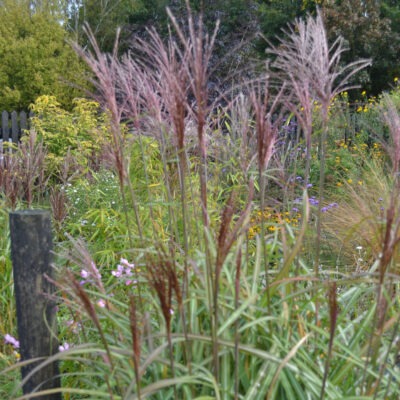 MISCANTHUS sinensis 'Hercules'