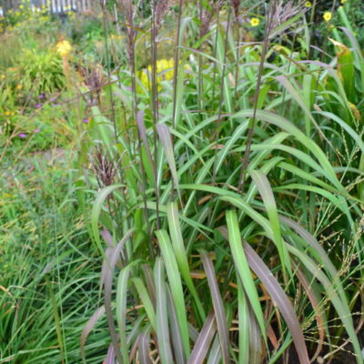 MISCANTHUS sinensis 'Rosi'