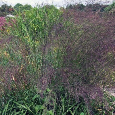 MOLINIA caerulea ssp. arundinacea 'Bergfreund'