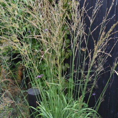 MOLINIA caerulea ssp. arundinacea 'Cordoba'