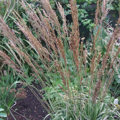 MOLINIA caerulea ssp. arundinacea 'Fontane'