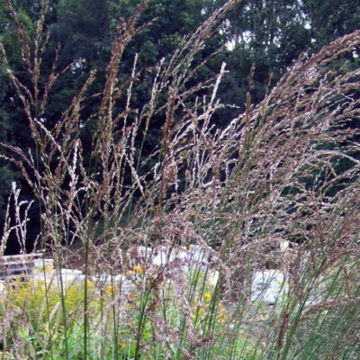 MOLINIA caerulea ssp. arundinacea 'Zuneigung'