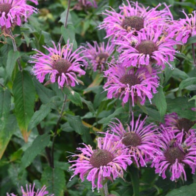MONARDA 'Croftway Pink'