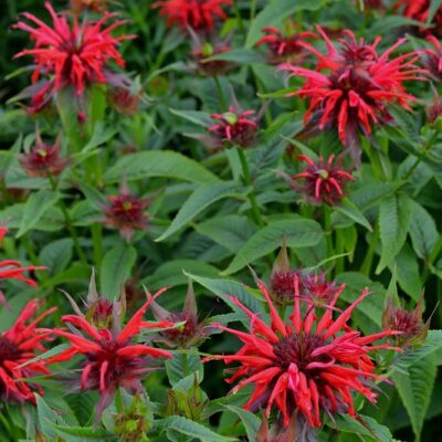 MONARDA 'Squaw'