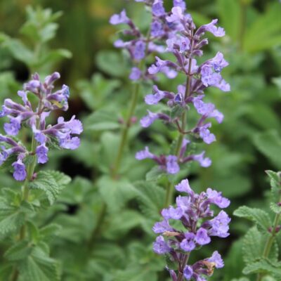 NEPETA grandiflora 'Blue Elf'