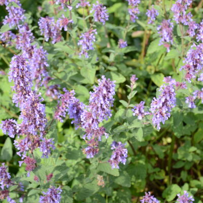 NEPETA 'Chettle Blue'