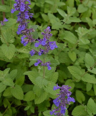 NEPETA 'Hill Grounds'