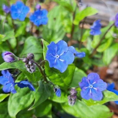 OMPHALODES cappadocica 'Cherry Ingram'